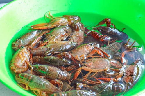 大排檔最火爆的美食,學(xué)會了自己做,花錢少,吃到飽 網(wǎng)易訂閱